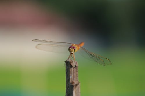 浅焦点镜头上的蜻蜓 · 免费素材图片