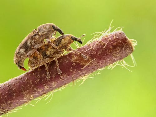 两只棕色的甲虫交配在棕色的棍子上 · 免费素材图片