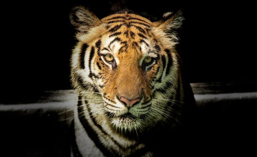 老虎的野生动物摄影 · 免费素材图片