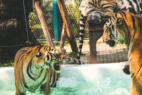 老虎站在地上池 · 免费素材图片