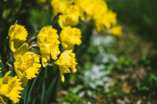 黄水仙花的特写摄影 · 免费素材图片