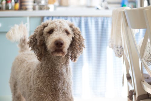 贵宾犬的特写摄影 · 免费素材图片