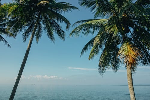 两棵椰子树附近海 · 免费素材图片