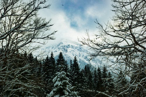 关闭了白雪覆盖的树木的照片 · 免费素材图片