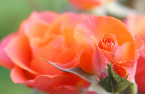 橙色和粉红色的花 · 免费素材图片