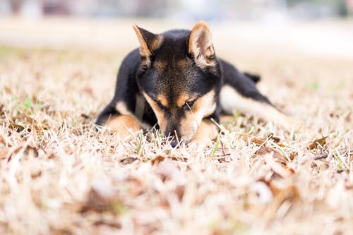 成人黑和谭芝犬躺在草地上 · 免费素材图片