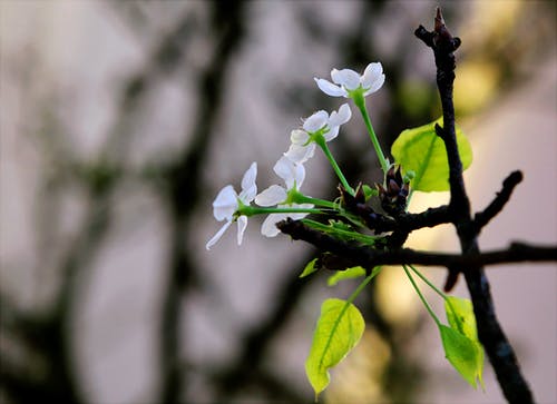 白色花瓣花的选择性聚焦摄影 · 免费素材图片