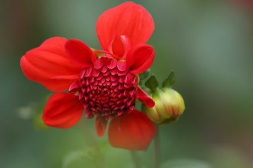 红色花瓣花的选择性聚焦摄影 · 免费素材图片