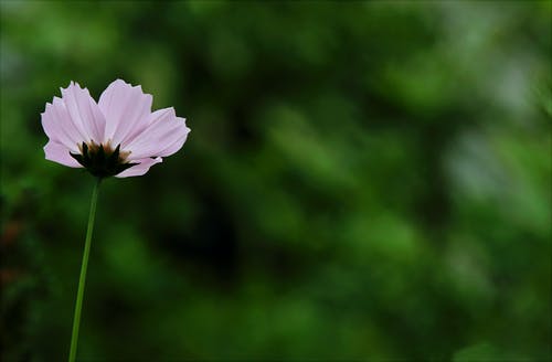 粉色波斯菊的特写摄影 · 免费素材图片