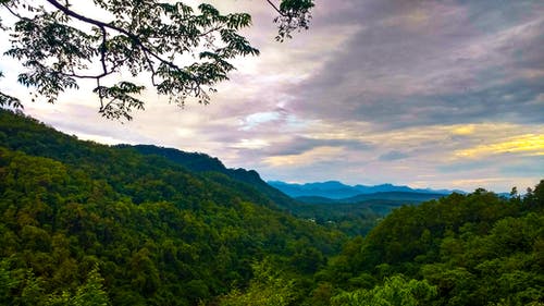 森林顶视图 · 免费素材图片