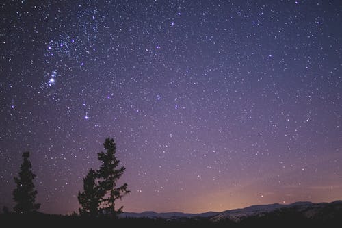在繁星点点的夜晚云杉树的剪影 · 免费素材图片