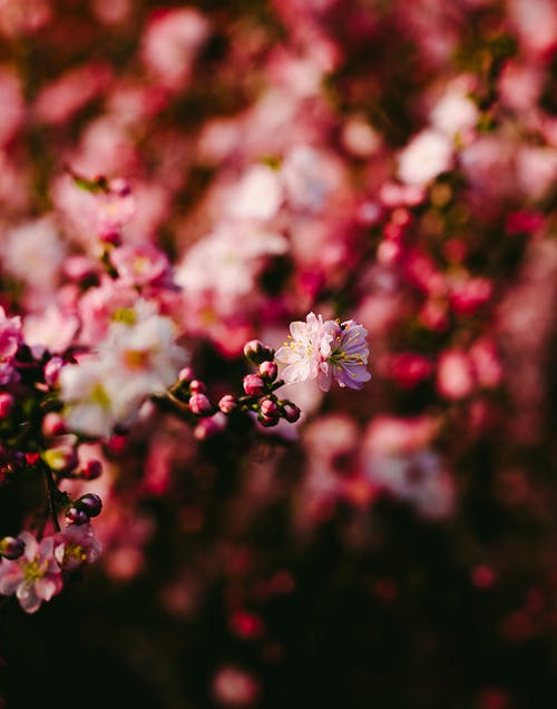 红色和粉红色的花瓣花 · 免费素材图片