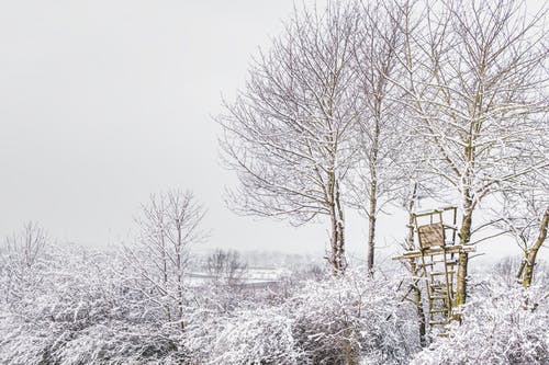 冬季树木 · 免费素材图片