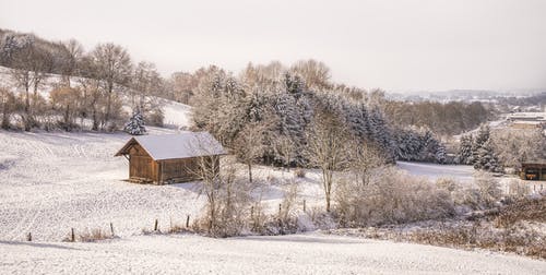 积雪覆盖的树木，在多云的天空下 · 免费素材图片