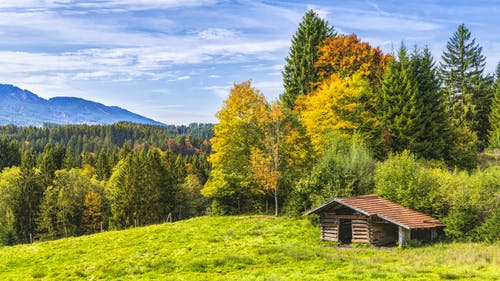 森林附近的棕色木制小屋 · 免费素材图片