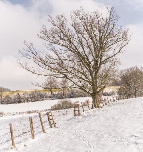 光秃秃的树，被雪覆盖着的地面 · 免费素材图片