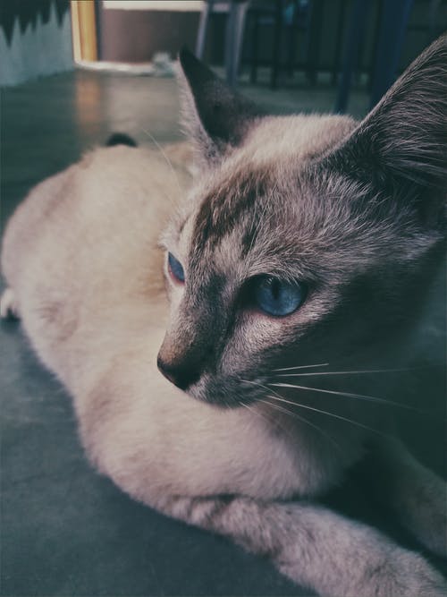 暹罗猫躺在地板上的照片 · 免费素材图片