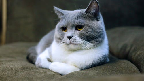 灰色和白色的猫躺在黑色麂皮沙发上 · 免费素材图片