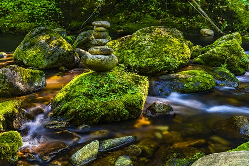 苔藓覆盖的岩石 · 免费素材图片