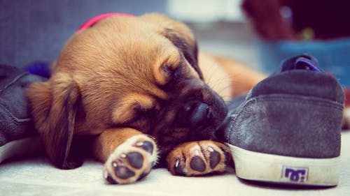 睡在灰色dc滑板鞋旁边的短涂层棕色小狗 · 免费素材图片