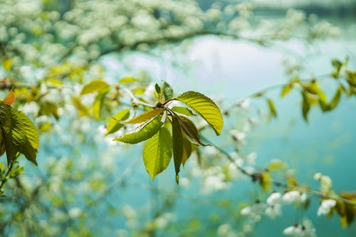 樱花树在湖附近的特写摄影 · 免费素材图片