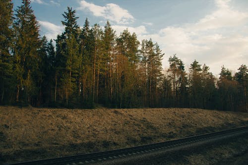 铁路附近的树木照片 · 免费素材图片