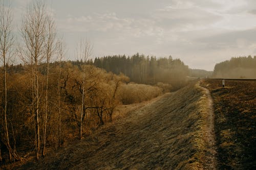 树木风景 · 免费素材图片