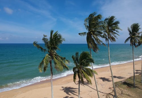 椰子树在海滩上的照片 · 免费素材图片