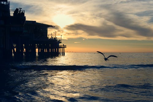 鸟在海码头附近的剪影摄影 · 免费素材图片