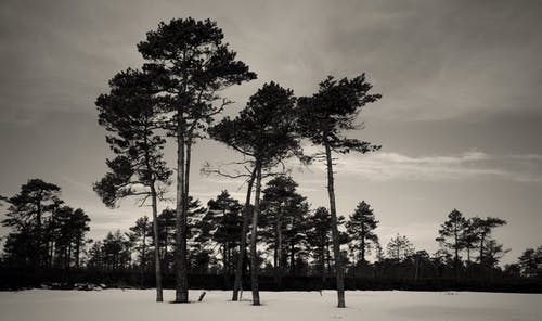 树木的灰度摄影 · 免费素材图片