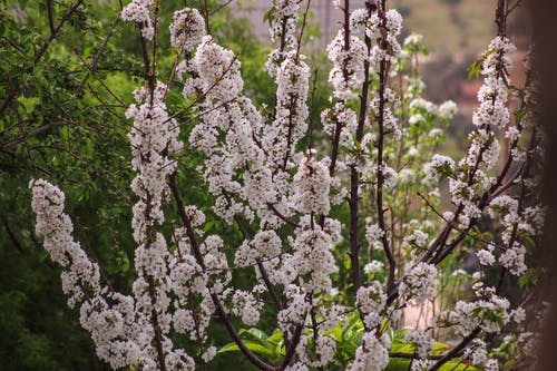 白色花瓣花 · 免费素材图片