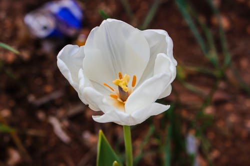 白色郁金香的特写摄影 · 免费素材图片