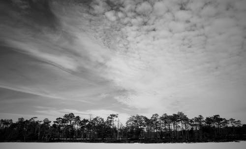 树木的灰度照片 · 免费素材图片