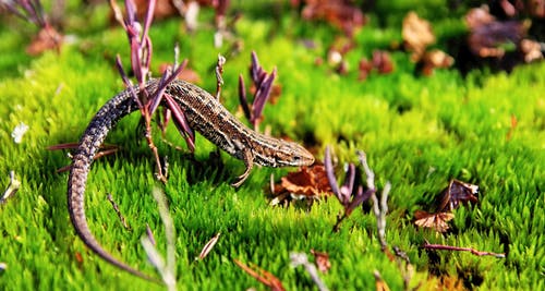 棕色壁虎在绿色的旷野 · 免费素材图片