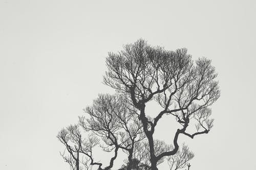 裸树的单色摄影 · 免费素材图片