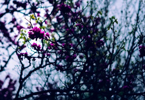 浅景深摄影中的紫色花瓣花 · 免费素材图片