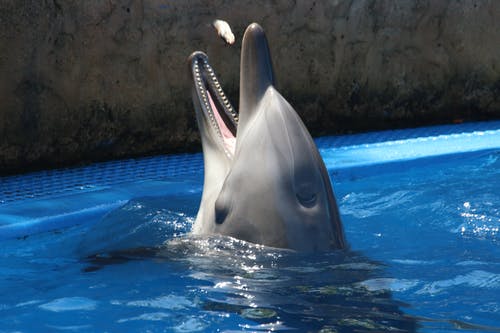 灰海豚在蓝色的水 · 免费素材图片