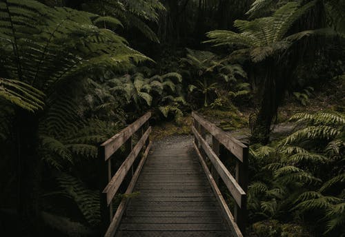 森林附近的棕色木桥 · 免费素材图片