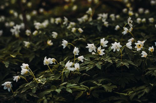 白色花瓣花 · 免费素材图片