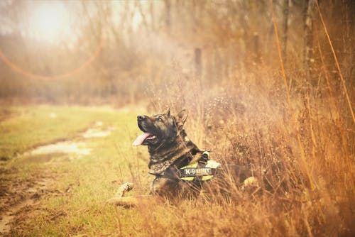 成年德国牧羊犬的倾斜移位照片 · 免费素材图片