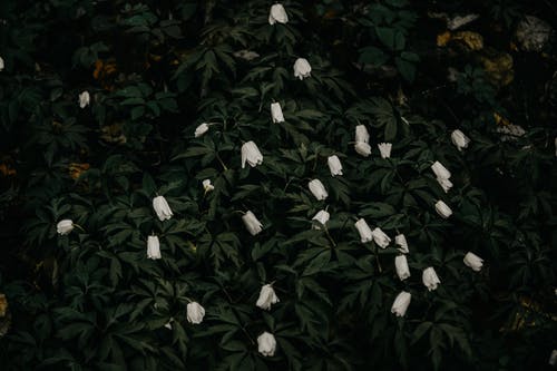 绿叶白花 · 免费素材图片