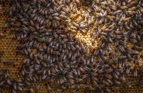 蜜蜂 · 免费素材图片