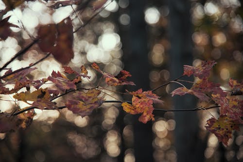 有关夏天, 天性, 景觀的免费素材图片