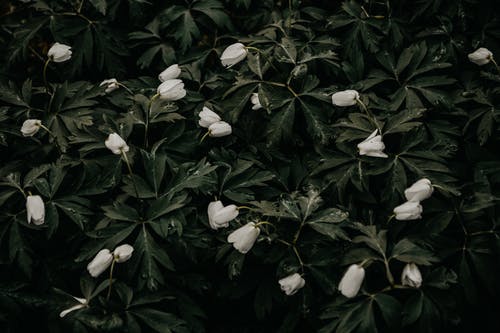 白色花瓣花的照片 · 免费素材图片