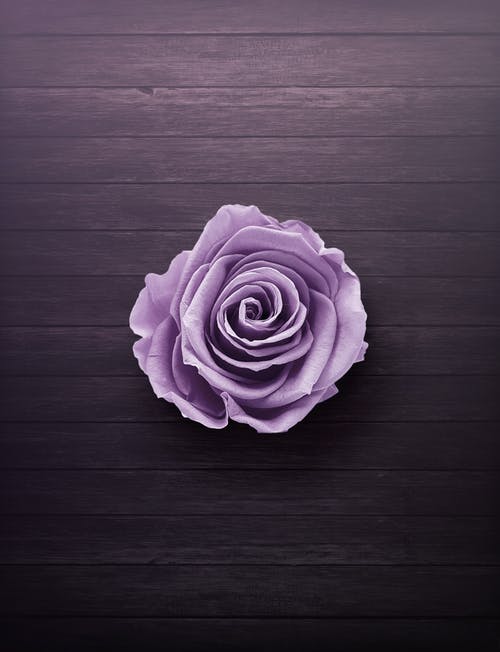 木质表面上的紫玫瑰 · 免费素材图片