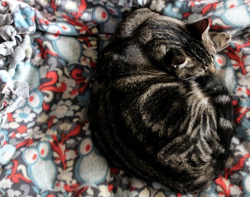 灰色虎斑猫在五彩的纺织 · 免费素材图片