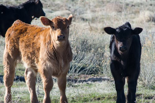 棕色和黑色牛 · 免费素材图片