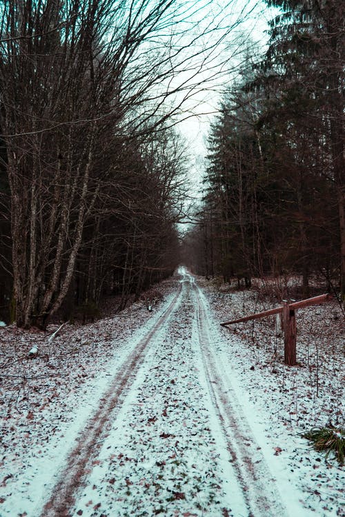 白色的天空下裸树之间的路 · 免费素材图片