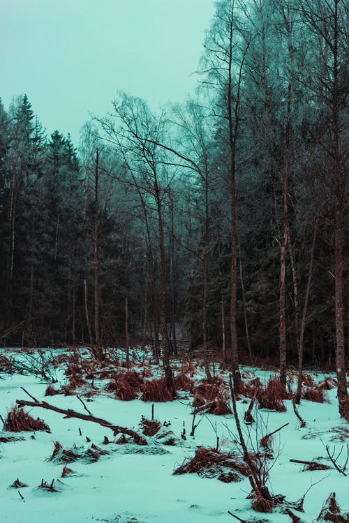 灰色的叶子的树木和雪的照片 · 免费素材图片