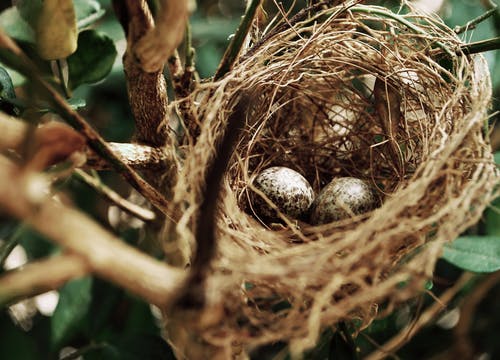 巢上的两个白鸟蛋的倾斜移位照片 · 免费素材图片